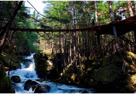 Grizzly Falls Ziplining Adventure Alaska Shore Excursions