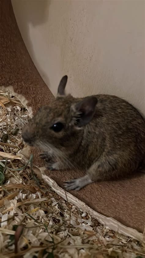 3 Degus W Suchen Ein Neues Zuhause Degu Schweiz