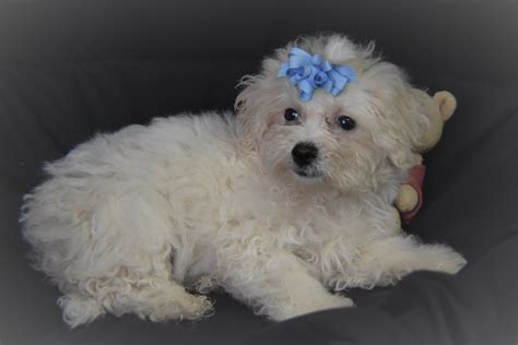 Sweet Magnolia Is A Bichon Frise Puppy For Sale In Alexis Nc