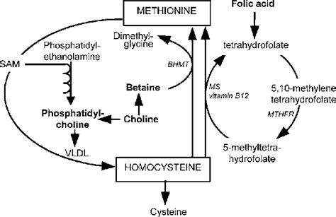 Role Of Folic Acid Choline And Betaine In Homocysteine Metabolism And Download Scientific