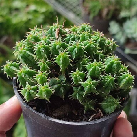 Sukulen Cluster Euphorbia Mini Lazada Indonesia