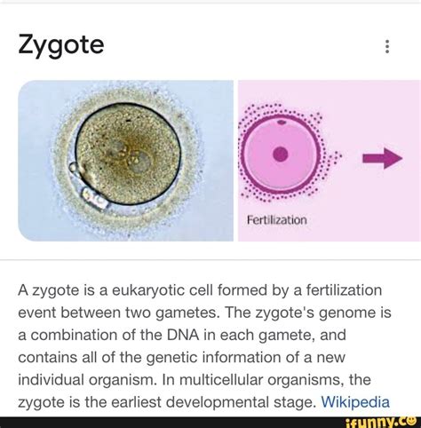 Zygote Fertilization A zygote is a eukaryotic cell formed by a ...