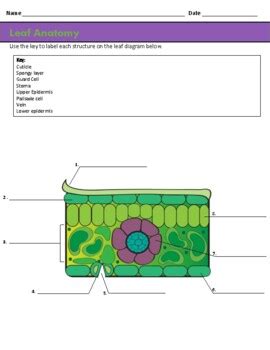 Leaf Anatomy Structure and Function Worksheet by The Learning Stem - Worksheets Library