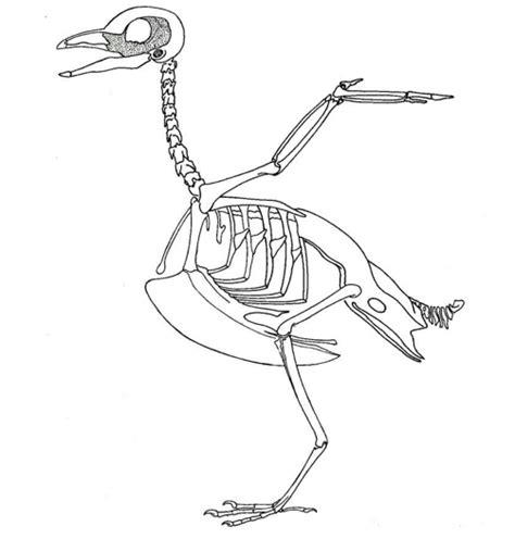 Avian Skeleton Study Bird Diagram Quizlet