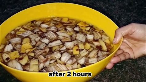 How To Easily Make Banana Peel Fertilizer For Any Plants Youtube