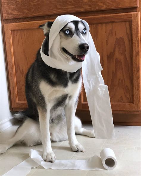 The Ruff Life of Luna - Hopping right into the weekend like… 🐇 . . 🌟