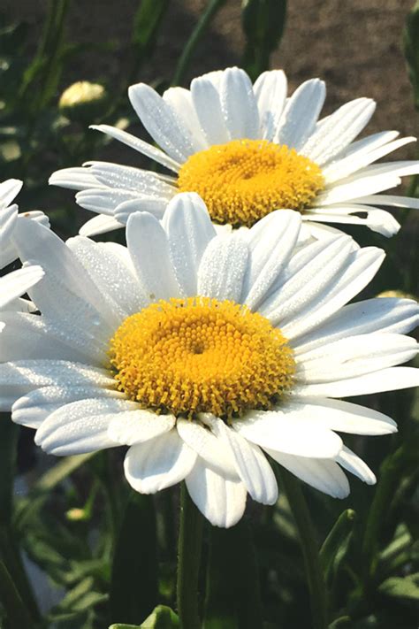 Buy Becky Shasta Daisy Free Shipping Wilson Bros Gardens Pack