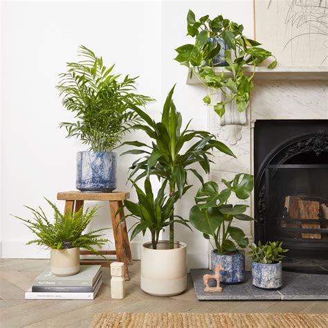 Images Of Living Rooms With Plants | Cabinets Matttroy