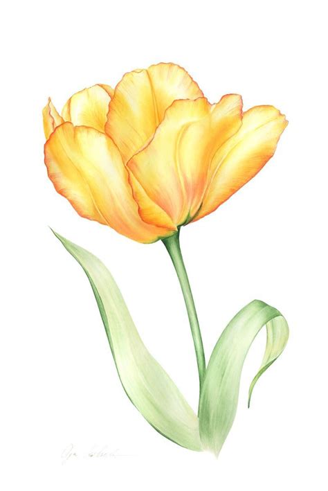 Diy Watercolor Painting Tulip Painting Watercolor Flower Art Flower