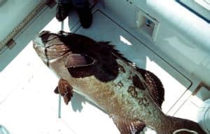 Largest Grouper Ever Caught Sport Fishing Mag