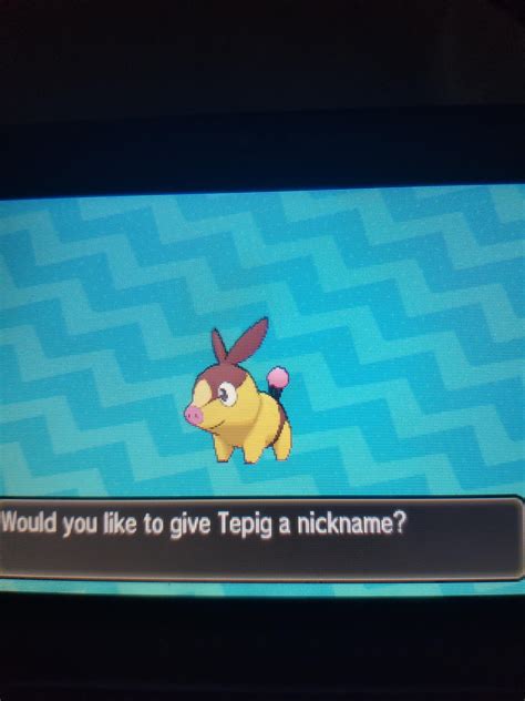 [7]Shiny Tepig : r/ShinyPokemon