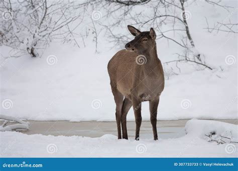 Deer Female Deer Backdrop Of A Snowy Forest Stock Image Image Of