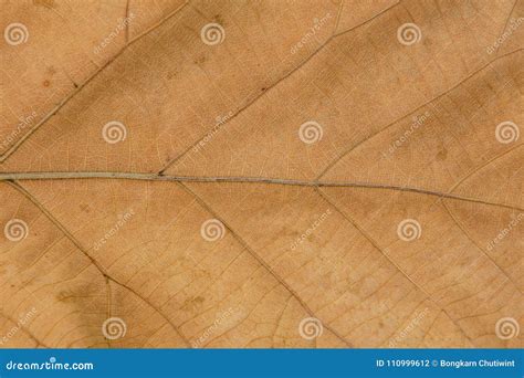 Venation Patterns of Dry Leaf Stock Photo - Image of arid, pattern: 110999612