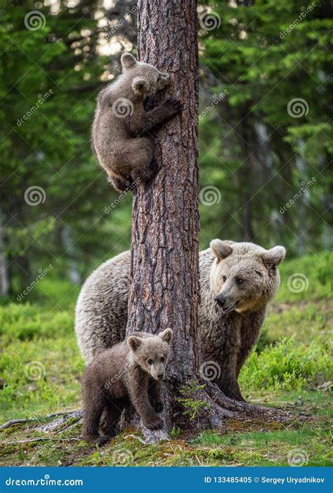 Brown Bear Cubs Climbs A Tree She Bear And Cubs In The Summer Forest