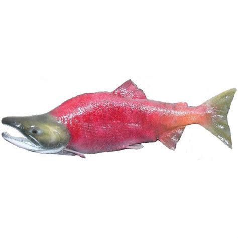 Sockeye Salmon 25x145 Envision 3d Studios