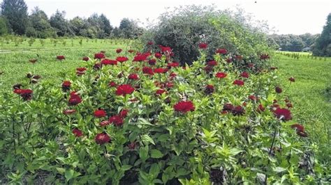 Retired Couple Begins Organic Farm In East Bend Local News