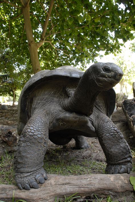 Aldabra Giant Tortoise Dipsochelys Dussumieri Seychelles Endemic