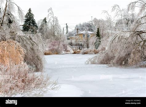 Freezing Rain On Tree Branches Toronto Canada Stock Photo Alamy