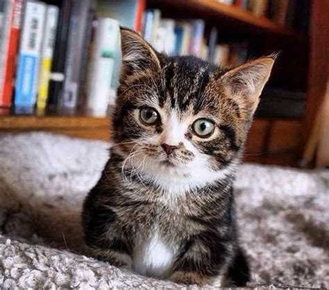 a small kitten sitting on top of a bed in front of a book shelf filled ...