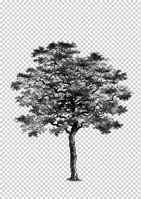 Arbol Arboles Blanco Y Negro Rbol Arboles En Blanco Y Negro Png