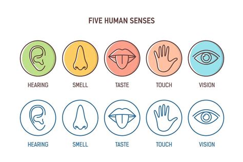 Five human senses