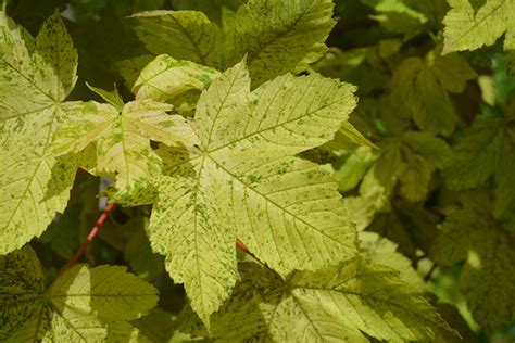 Tricolor Sycamore Maple Acer Pseudoplatanus Leopoldii In Boston