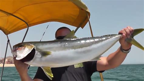 Fishing 30 Lb Yellowtail And Roosterfish In Cabo San Lucas Mexico In Hd