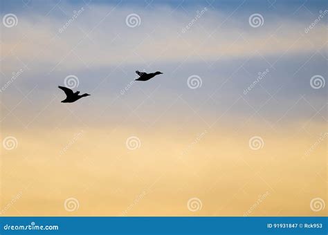 Silhouetted Ducks Flying in the Sunset Sky Stock Image - Image of ...