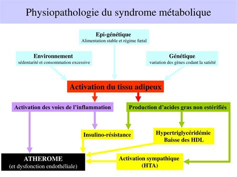 PPT Syndrome Métabolique PowerPoint Presentation free download ID