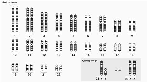 Humane Chromosome Doccheck