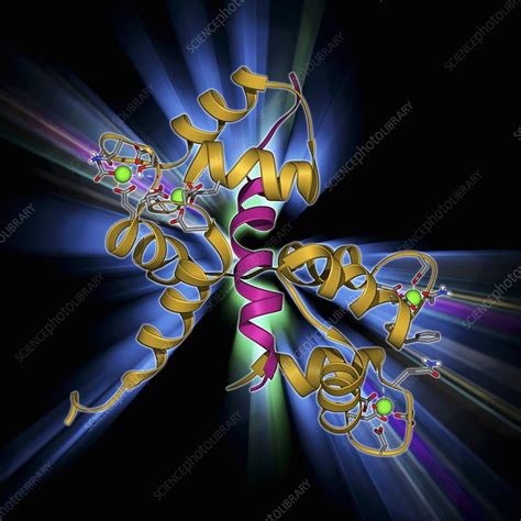 Calcium Binding Protein Molecule Stock Image F0096303 Science