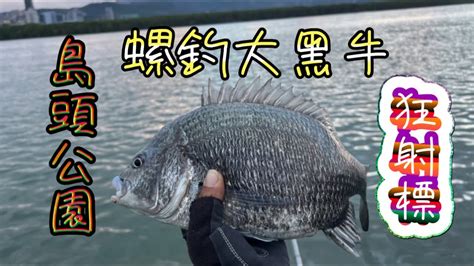 島頭公園 螺釣大黑牛 還連續射鏢 端午連假 黑鯛成群來報到 磯釣 螺釣 黑鯛 Youtube