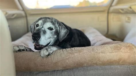 Rencontrez cette chienne de 13 ans qui a retrouvé le bonheur grâce à 2