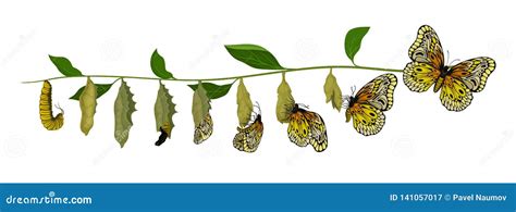 Ciclo De Vida Da Borboleta Da Larva Ao Inseto Adulto Criatura Do Voo Tema Da Entomologia Projeto