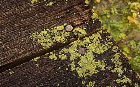 Earth Moss Lichen Hd Wallpaper Peakpx