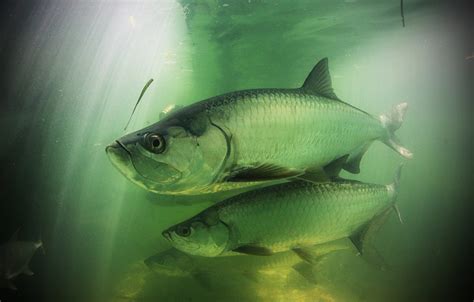 Tarpon Fishing Videos Sport Fishing Mag