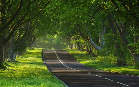 Fondos De Pantalla Luz De Sol Paisaje Bosque Calle Naturaleza