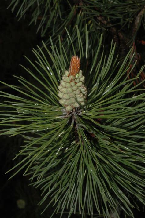 Pinus Mugo Pinaceae Image 178117 At PhytoImages Siu Edu