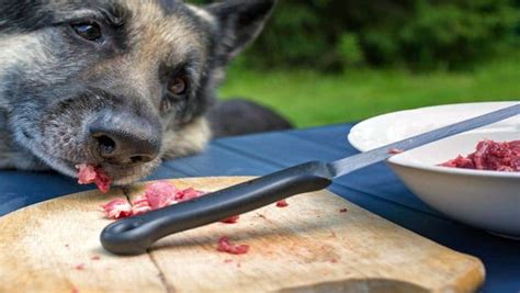 Toxoplasmose chez les chiens Symptômes diagnostic et traitement