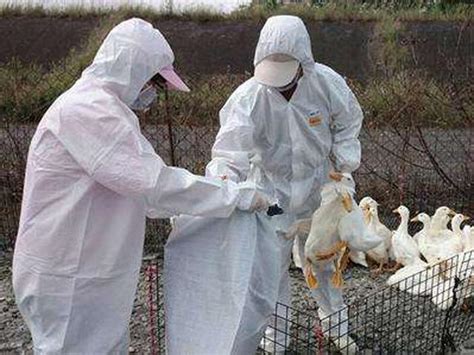 江蘇發現禽流感：全球首例人感染h7n4 專家稱這是個案 每日頭條