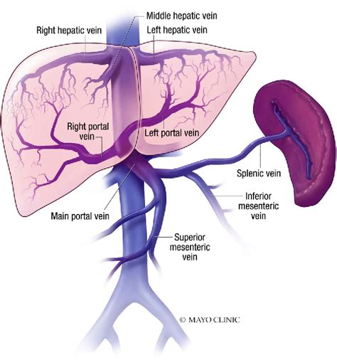 Hepatic Vein Vs Portal Vein