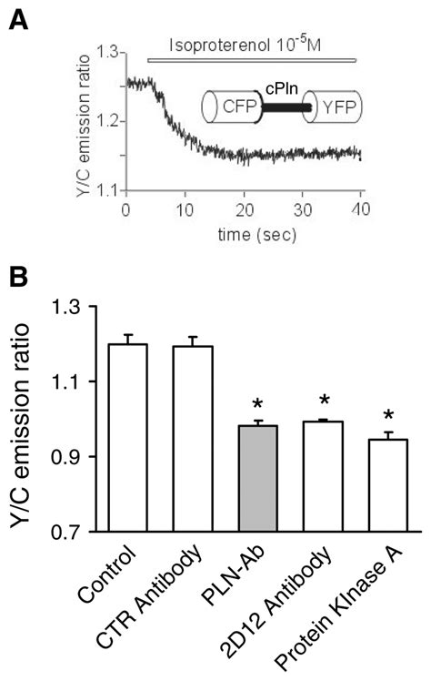 Effects Of Isoproterenol Pln Ab 2d12 And Phosphorylation On The