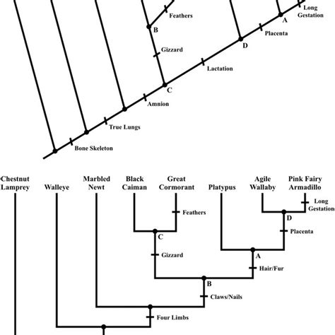 Accuracy Of Phylogenetic Trees Constructed By Students With Comparisons