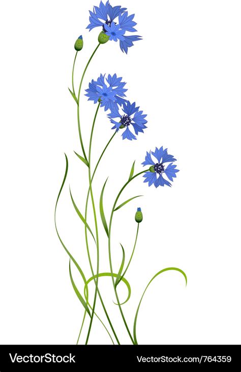 Cornflower bouquet Royalty Free Vector Image - VectorStock