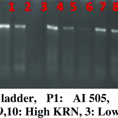 Validation Of Novel Primer 1311fea2 1 In 155 F 2 Progenies