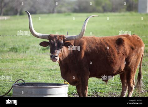 A Texas Longhorn Steer On A Ranch Near Austin Texas Stock Photo Alamy