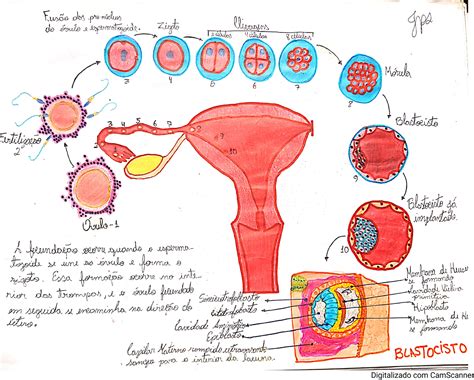 Fisiologia Do Sistema Reprodutor Feminino Braincp