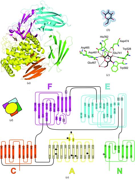 Iucr Crystal Structure Of Native L Rhamnosidase From Aspergillus