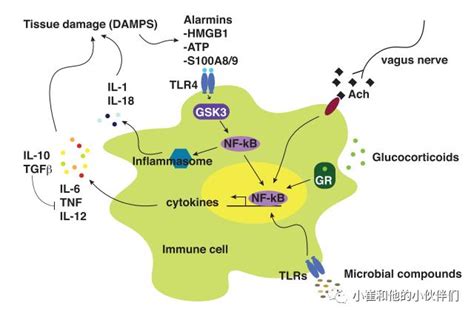 Neuron综述解读：抑郁与炎症的双向关系——双重困境 先天 细胞 抑郁症 新浪新闻