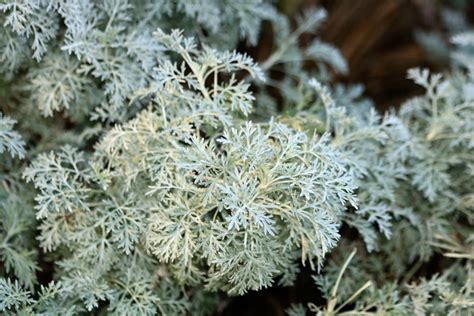 Light Up Your Garden With Silvery Foliage Plants Dengarden